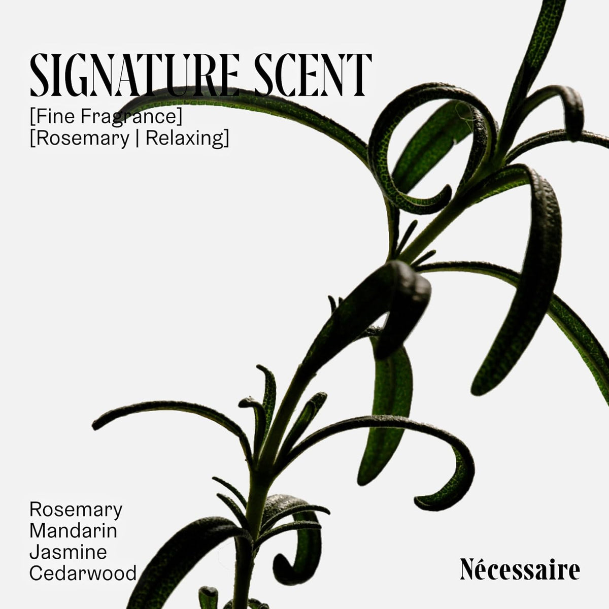 Rosemary Conditioner | Multi-Protien Strengthening Conditioner for Thinning Hair. for Women + Men. Good for All Hair Types/Textures. Free of Sulfates. Color-Safe. 250 Ml / 8.4 Oz